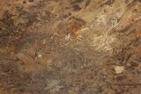 Polished, Jurassic Petrified Tree Fern (Osmunda) Slab - Australia #185161-1